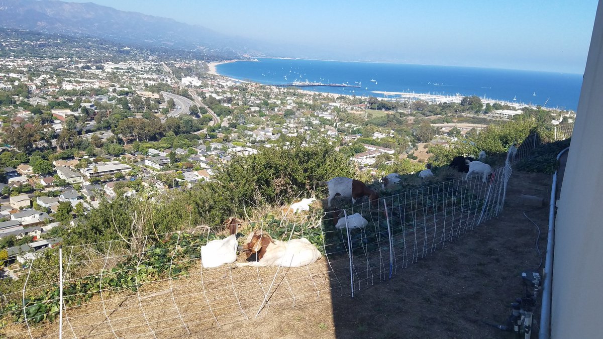 karidlane's tweet photo. The #goats are back! You can watch them live via the post below, and you might spot some of us taking pictures. 🐐Definitely a highlight at work 😆

They are used for fire prevention.

#SantaBarbara #GoatCam #goat https://t.co/CibMPKbRZ3