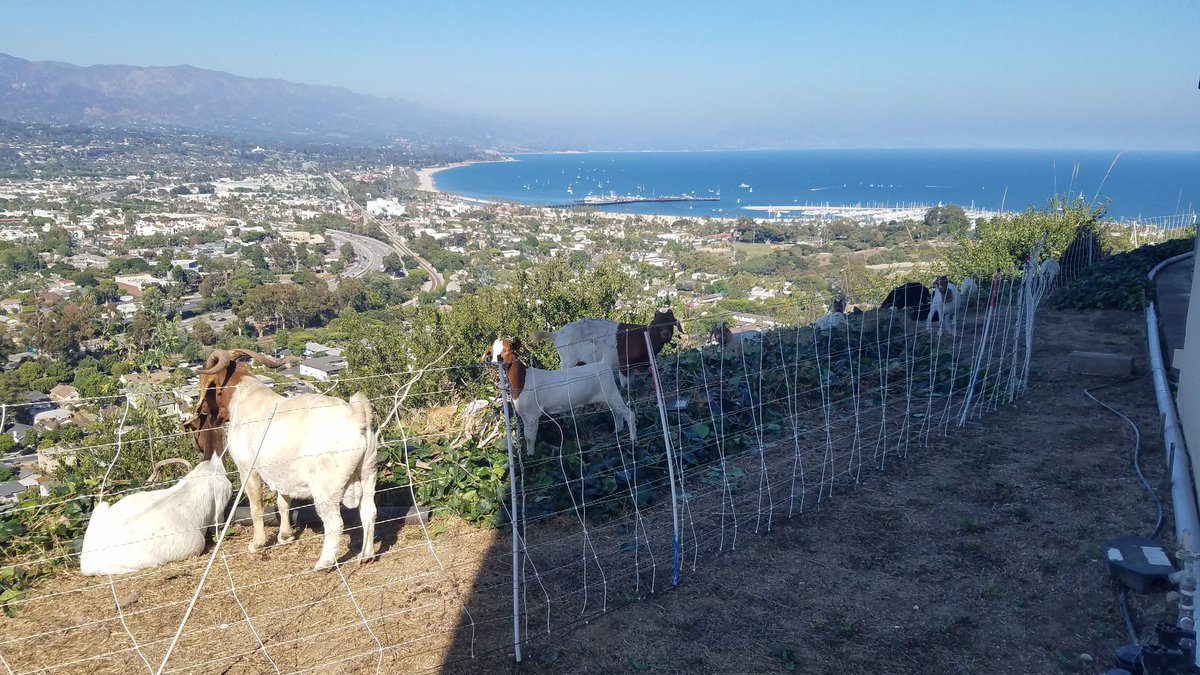 karidlane's tweet photo. The #goats are back! You can watch them live via the post below, and you might spot some of us taking pictures. 🐐Definitely a highlight at work 😆

They are used for fire prevention.

#SantaBarbara #GoatCam #goat https://t.co/CibMPKbRZ3
