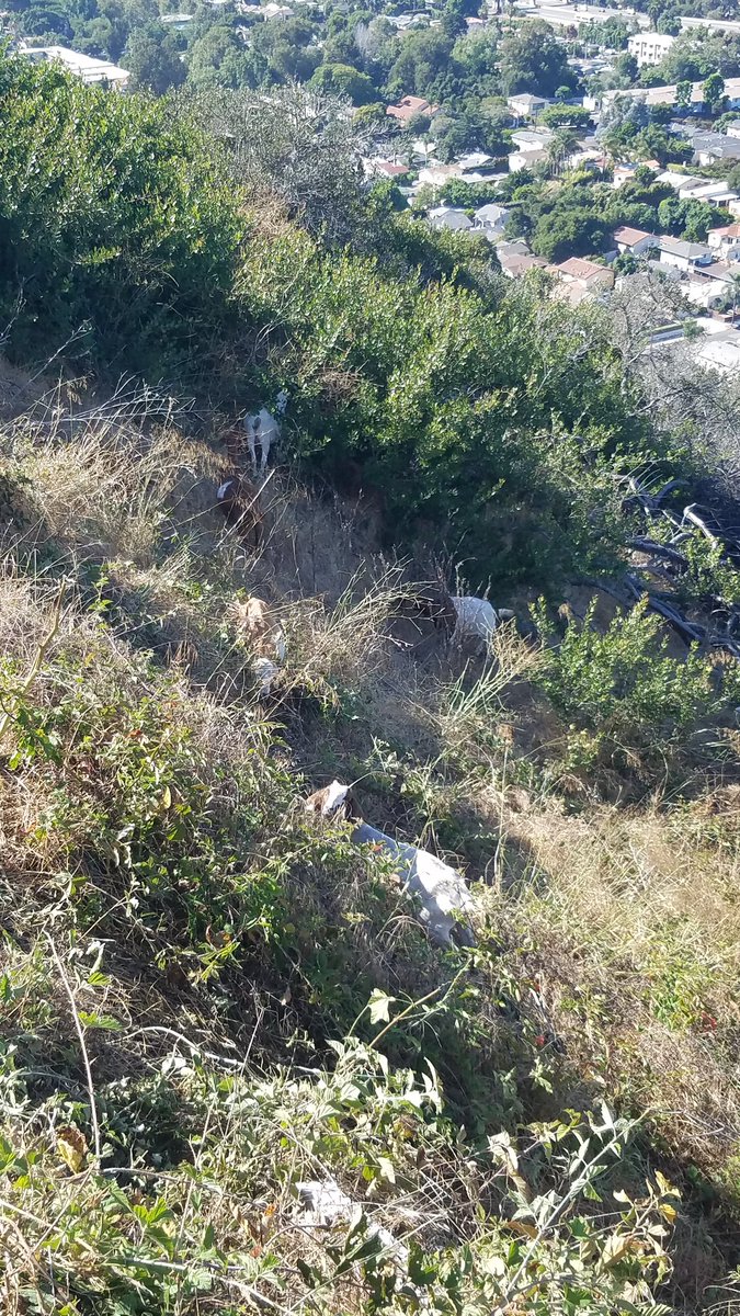 karidlane's tweet photo. The #goats are back! You can watch them live via the post below, and you might spot some of us taking pictures. 🐐Definitely a highlight at work 😆

They are used for fire prevention.

#SantaBarbara #GoatCam #goat https://t.co/CibMPKbRZ3