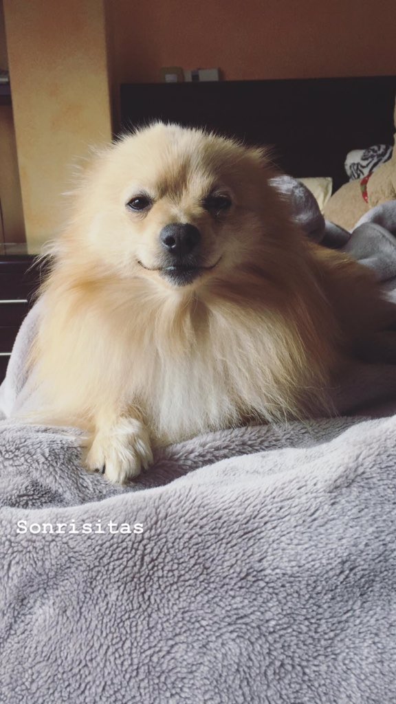 alexatorres98's tweet photo. Mi mascota // Su nombre https://t.co/zgdaz5z3Qj