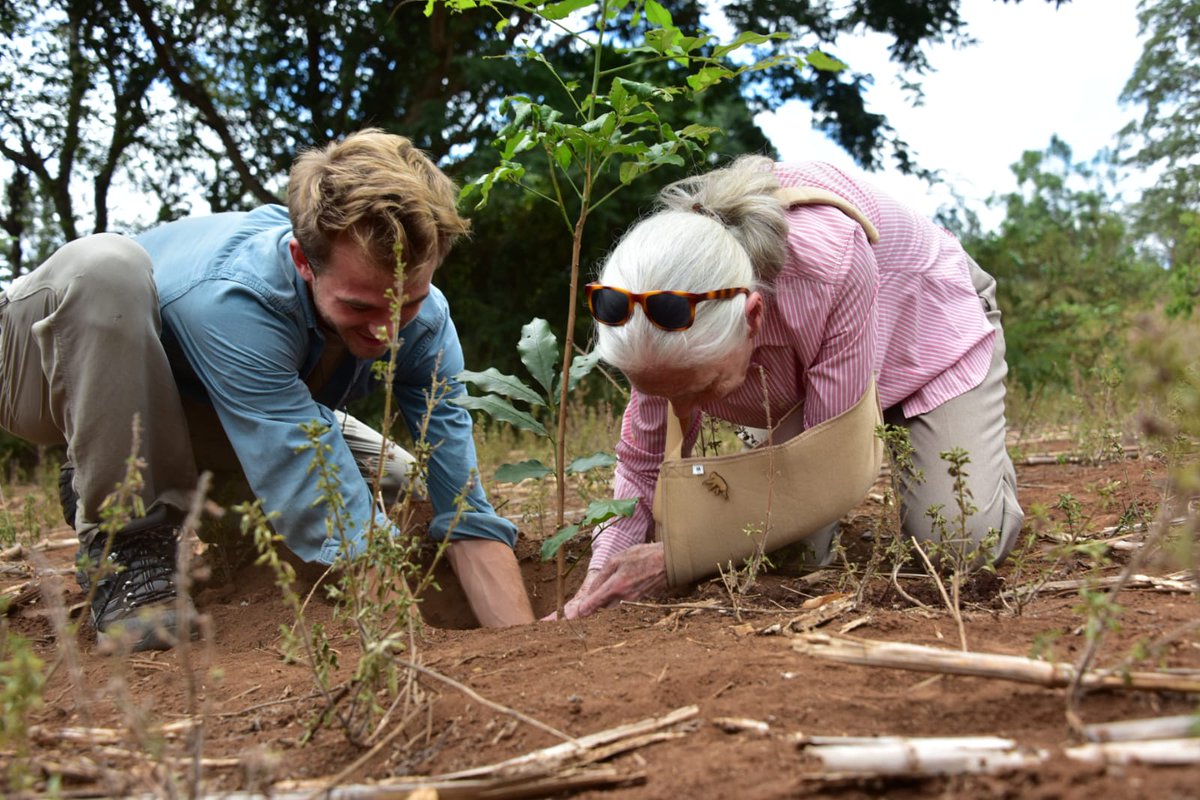Barney_Swan's tweet photo. #treeplanting alongside @JaneGoodall in Tanzania before climbing Kilimanjaro with 10 clients through one of our #climateforce programs https://t.co/ojzKEcY109