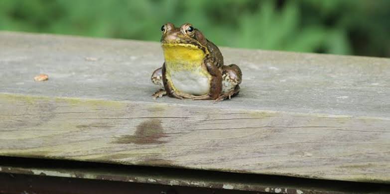skinny frogs have friends and fat frogs r alone 