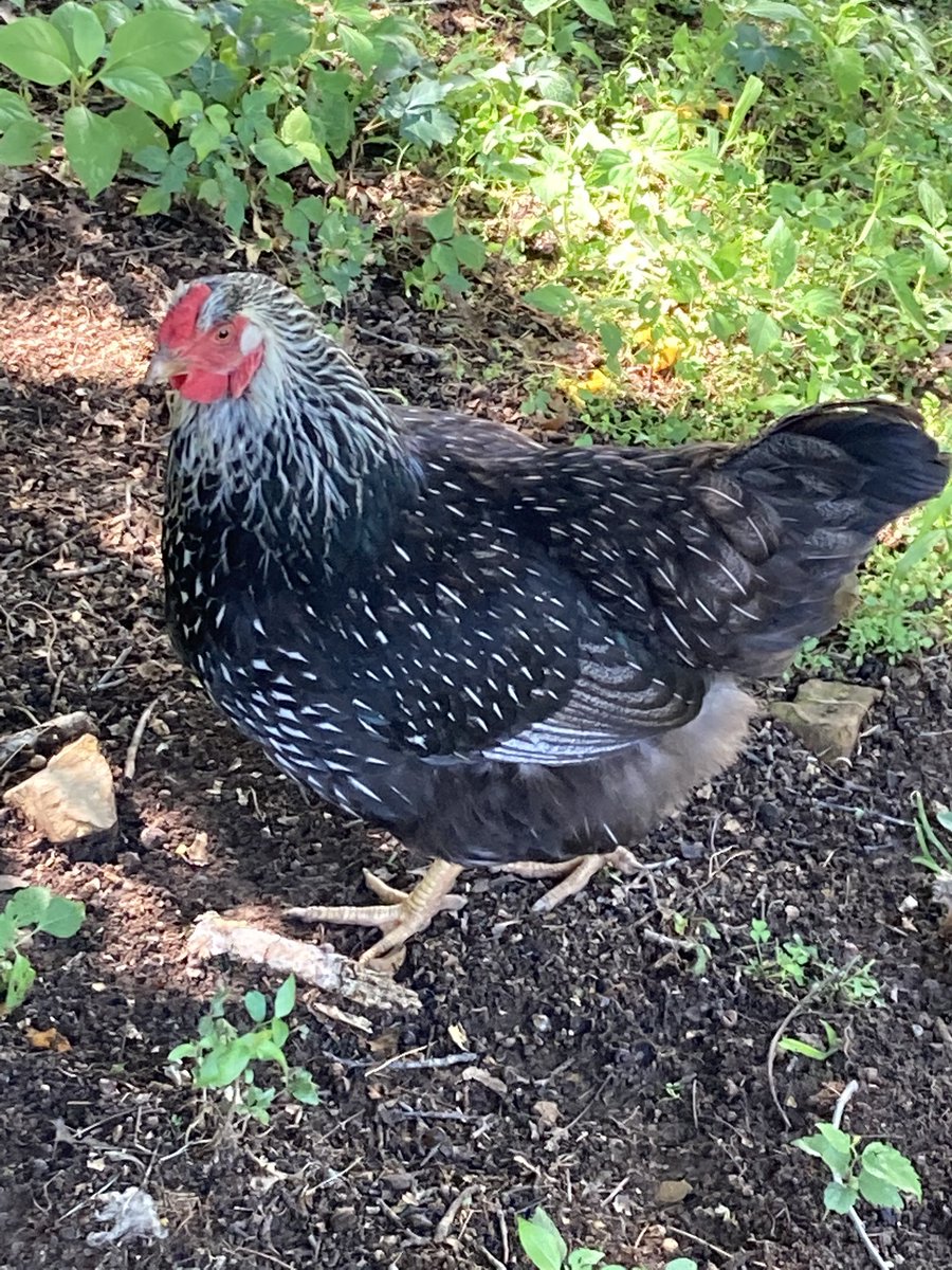LissaT1967's tweet photo. So this happened this past week. 🤣🤣 #chickens #MissyE #QueenL #Fergie #Welcometothefamilygirls #eggs https://t.co/NwQJnC1SP6