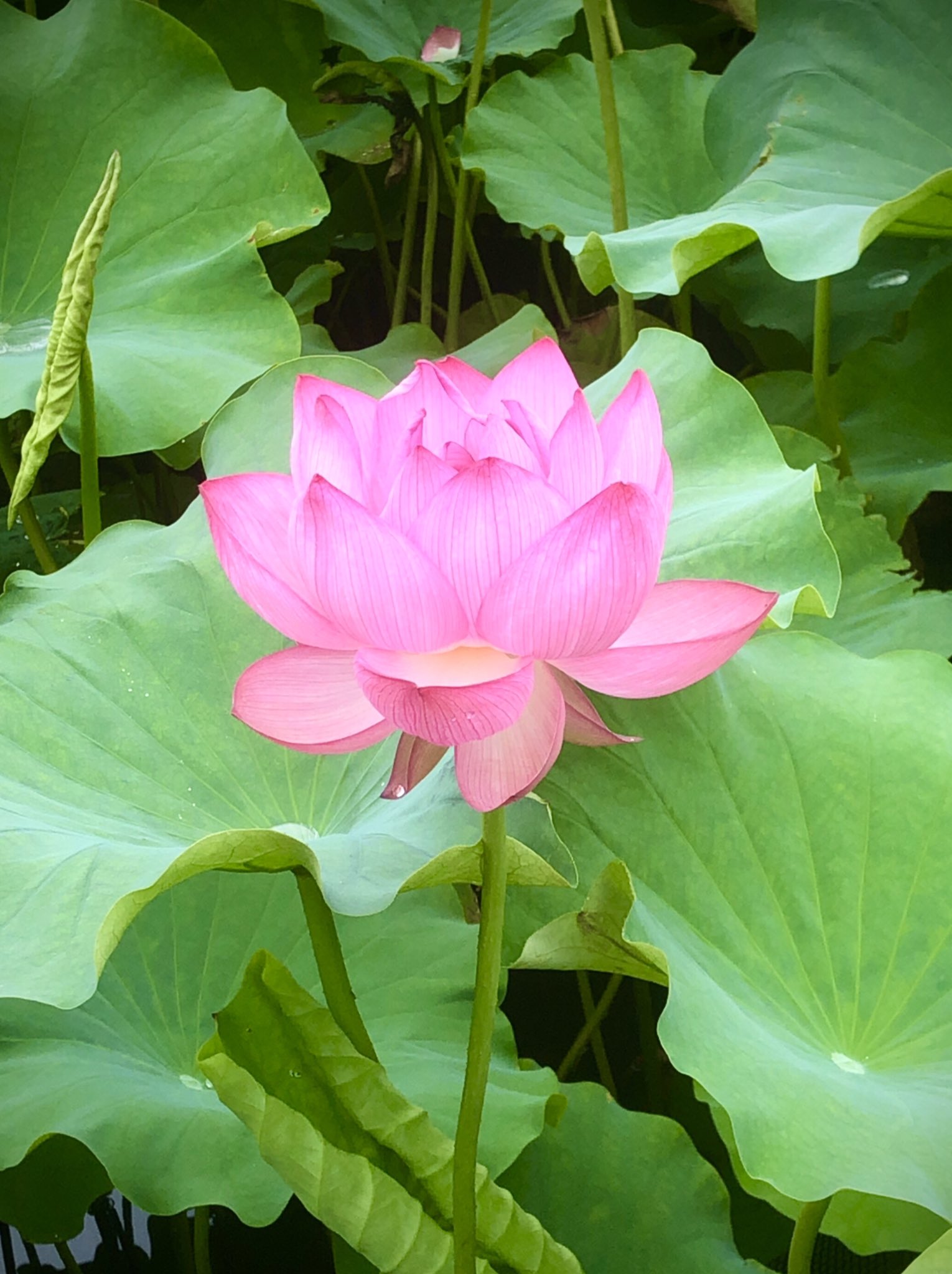 パンダ様 隠居出来ない垢 蓮 ハス の季節ですね ヒンドゥー教から仏教に継承され 智清や慈悲 極楽浄土に咲く花の象徴とされている凄い植物 インド スリランカ ベトナムでは国花にもなっています 蓮の花は短命 3 4日 で しかも午前中にしか咲か