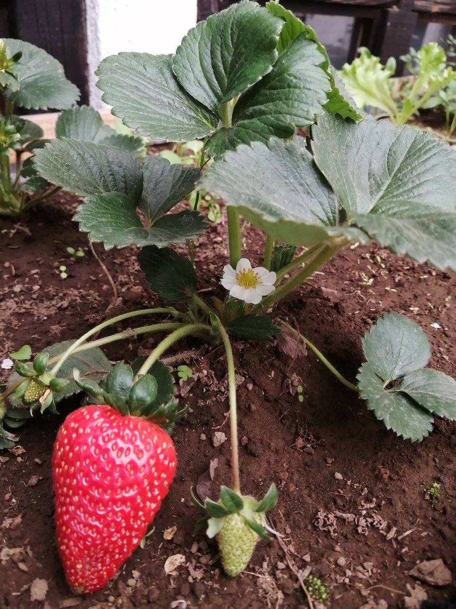 AdrianaZugo's tweet photo. La primera fresa de mi huerto 😃🍓😋🥰 #coffeetime #Zen28 #MiercolesCONTIGO #adrianazugo https://t.co/PAqtBSeaYQ