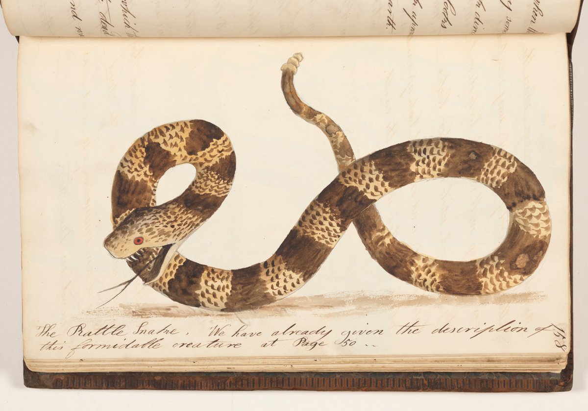 statelibrarynsw's tweet photo. Do snakes have a favourite author? Our guess would be William Snakespeare. 😉 Happy #WorldSnakeDay! 🐍

📕'The Naturalists Companion ... illustrated manuscript' by Kenelm Henry Digby, c 1810-1817.

View the digitised book here: https://t.co/RFawWWvZC3 https://t.co/k8Se2e642A