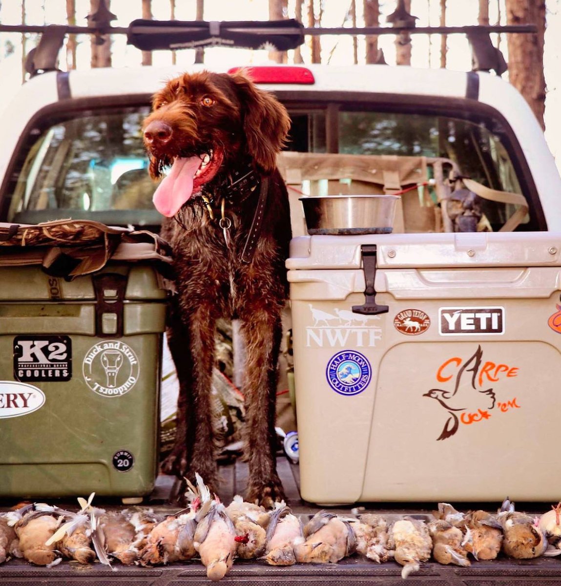 RealtreeDog's tweet photo. Nice little haul for Ellie 🐦 https://t.co/oTf77szZeE