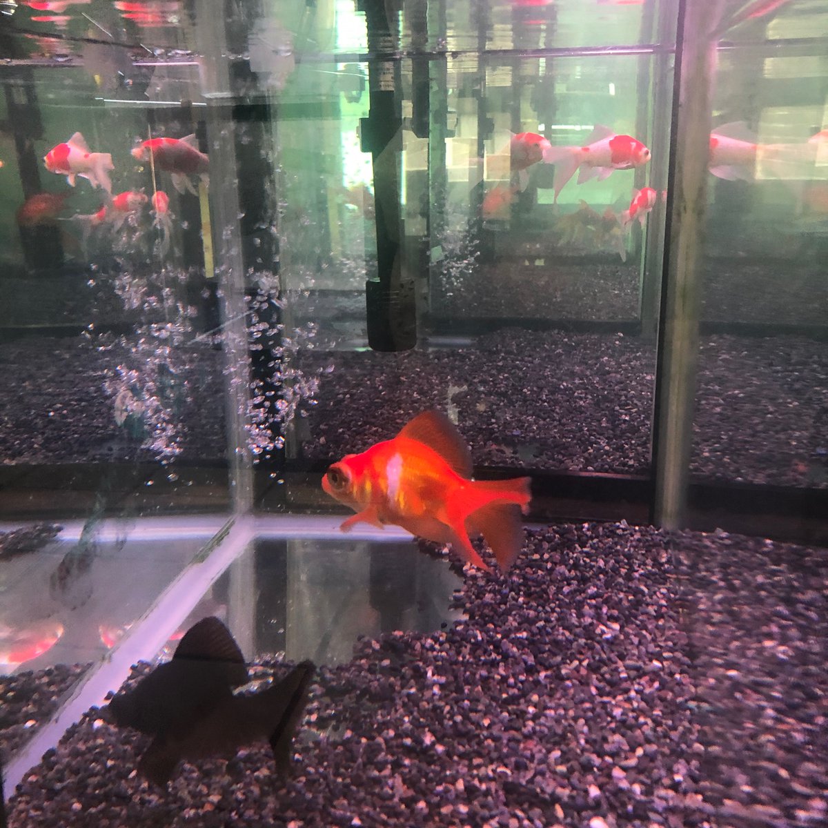 閉館 移転します 弥富市歴史民俗資料館 Na Twitteru 金魚 ロビーの水槽を横から見ると たくさんの金魚が一度に見られてまるで 金魚マンション です これから暑くなるので ぜひ涼みに来てくださいね 弥富 金魚 閉館 移転します 弥富市歴史民俗資料館 Na Twitteru 金魚 ロビーの水槽を横から見ると たくさんの金魚が一度に見られてまるで 金魚マンション です これから暑くなるので ぜひ涼みに来てくださいね 弥富 金魚