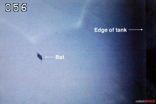 This was also this bat’s first thought when the rocket it decided to rest its injured body on, with a broken wing and other possible wounds, began its launch sequence and barreled its way through the atmosphere and into orbit. 3/(  @NASA;  @collectSPACE)