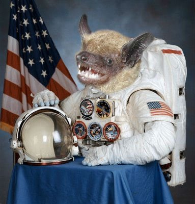 Salute, Space Bat. 11/11( Know Your Meme)