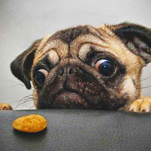 Damn my pug arms!!! ...must ...have ...it #heck #shortdogproblems #snack