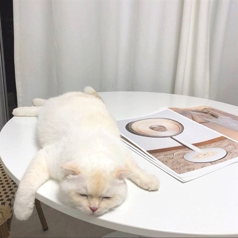 HereKittens's tweet photo. https://t.co/NgKBJCzjS9