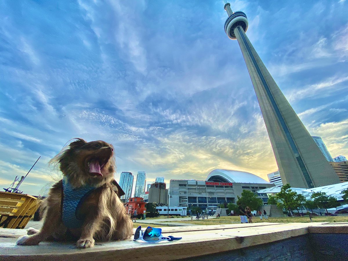Huntzz's tweet photo. Today was opening day for @TourCNTower and even the @RogersCentre opened up too🇨🇦
Perfect time to take some family photos of my doggos📱#iPhonePhotography #CNtower #doggos #MYwolfPACK 🦴🐾 https://t.co/GdP0XEupYT