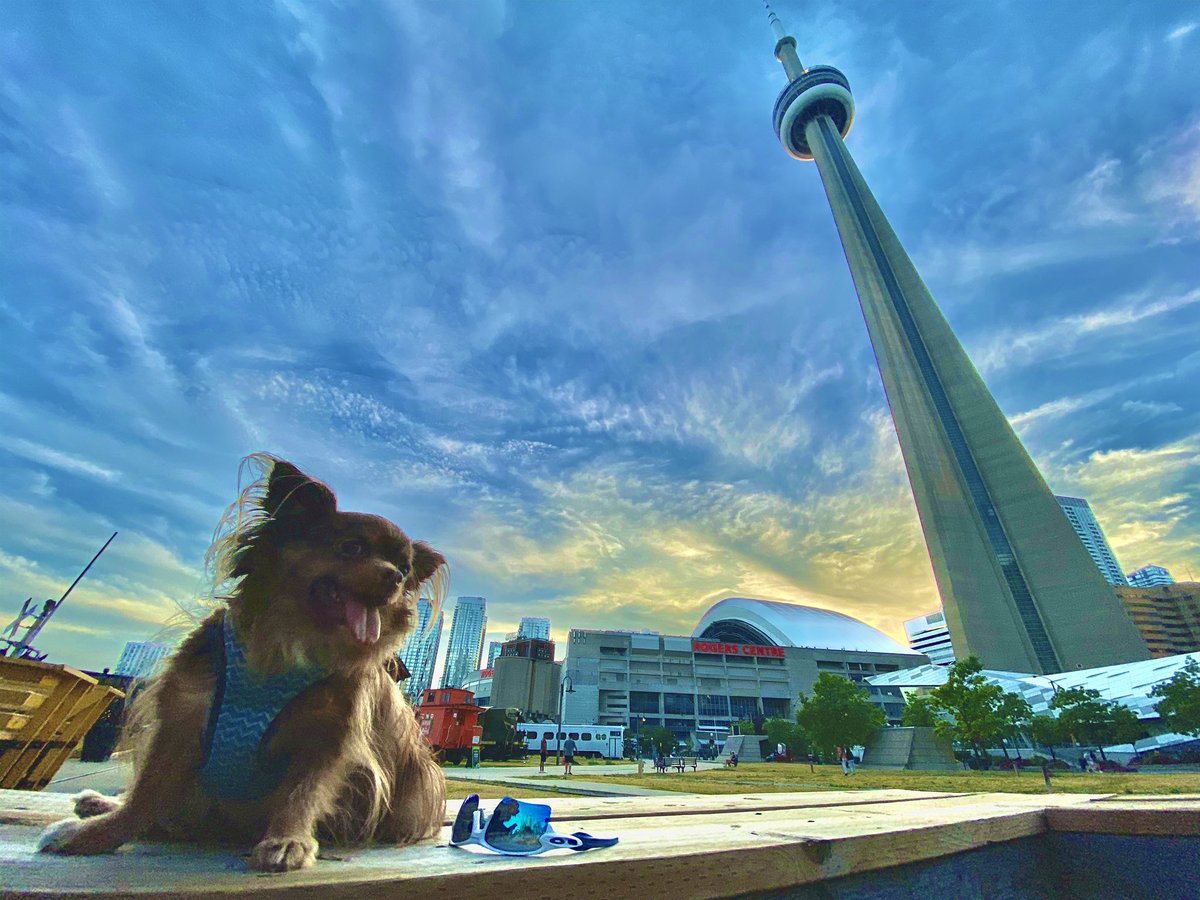 Huntzz's tweet photo. Today was opening day for @TourCNTower and even the @RogersCentre opened up too🇨🇦
Perfect time to take some family photos of my doggos📱#iPhonePhotography #CNtower #doggos #MYwolfPACK 🦴🐾 https://t.co/GdP0XEupYT