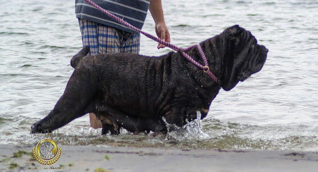 NordTitani's tweet photo. Always on guard

#neapolitanmastiff #mastinonapoletano #italianmastiff  #neosofinstagram #neapolitanmastiffsworldwide #neapolitanmastifflovers #neapolitanmastiffs #mastiffgram #bigdogs #dog #dogs #mastiff #mastino #mastiffsofinstagram #neo #dogsofinstagr… https://t.co/7a9JMNktBI https://t.co/9K9TWW2ytg