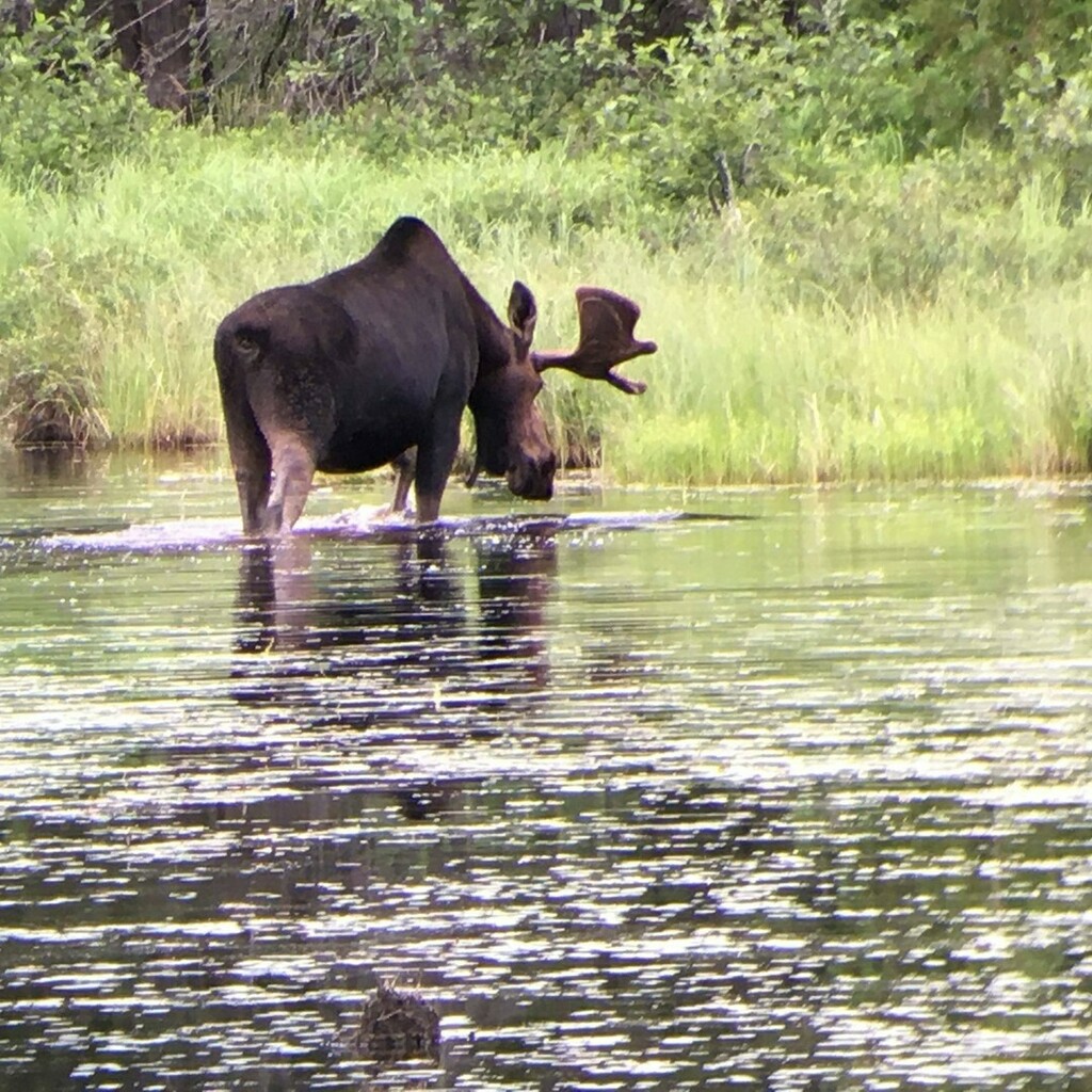 mapartist's tweet photo. Sorry for the lack of posts. Tomorrow will be my fifteenth straight day at work. My days begin at 4:00 am and end after dark. I'm bushed! Anyhoo, here's one of my buddies at work…
#artistsoninstagram #maineartist #moose #maineguide #maineguides #mai… https://t.co/MsiqleIKfA https://t.co/j1N72h6JcD