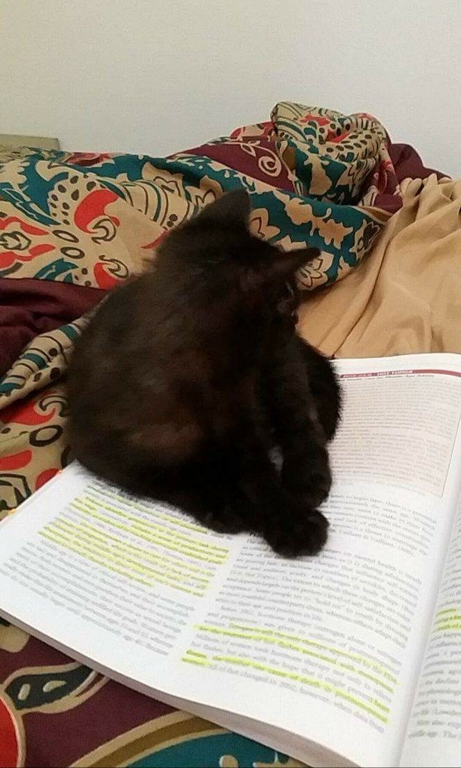 sugar_bear24740's tweet photo. @_KingBooks_ # 1 Furry Study Buddy https://t.co/tSJkLz8u9A