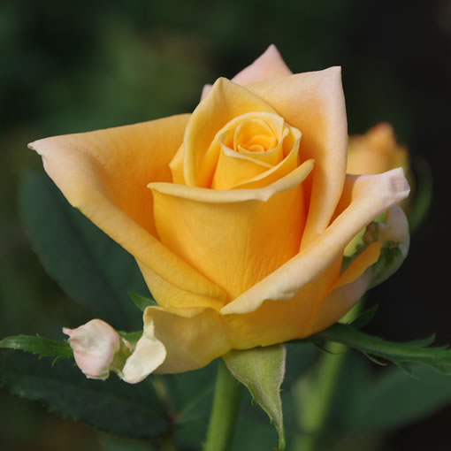 オキツローズナーセリー マンダリンガール マンダリンガールは英語でみかん娘 みかんのような元気でかわいいオレンジ色の花です T Co Eznvrojdup 薔薇 バラ Rose 花写真 花 花を飾ろう 花を贈ろう