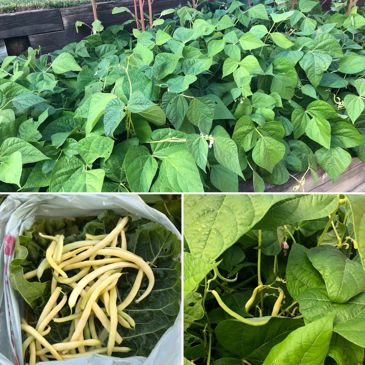 ceclayton74's tweet photo. Wow. Think I might have overplanted the beans this year #summerbeans #GrowYourOwnFood #freshlypicked #summerharvest https://t.co/I4LEDUMzZs