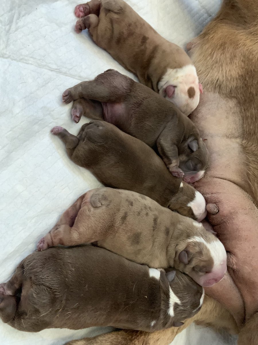 fernalsanders's tweet photo. Chocolates, Chocolate Tris, Choco Merles 🐶😍 https://t.co/vb9NagejS4