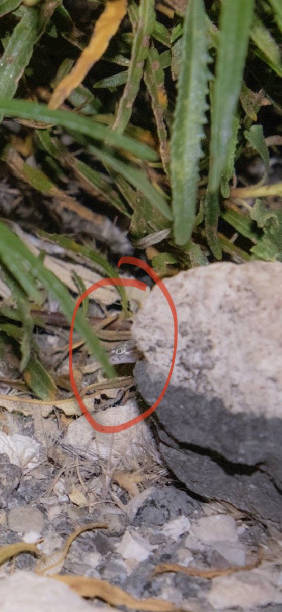 PaleontologyFacts tweet media