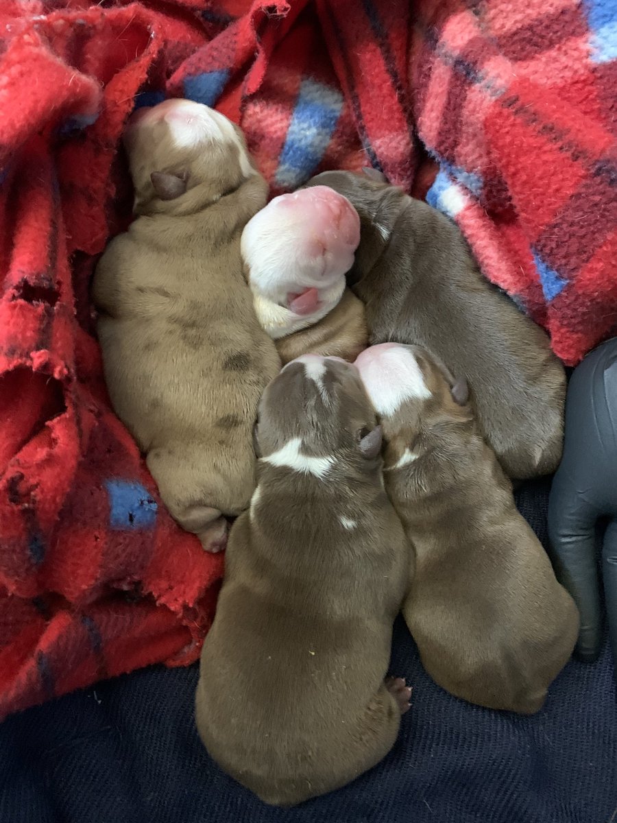 fernalsanders's tweet photo. ⁦@theGBbulldog⁩ ⁦@BaggyBulldogs⁩ 5 days old just had them on Saturday 4 males 1 female #chocolate #chocolateTris#chocomerels https://t.co/fw4Mhs2ebc
