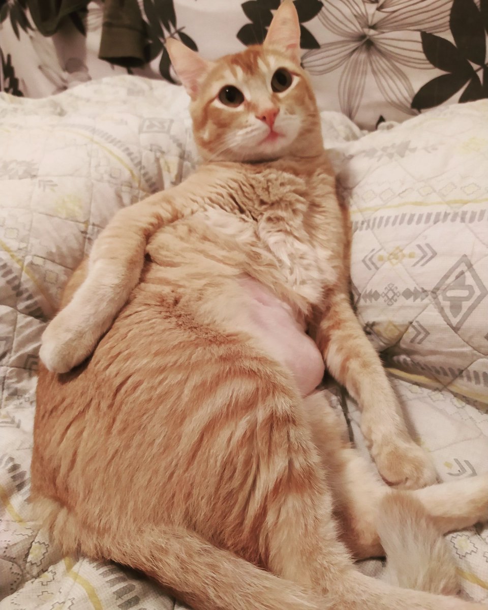 a_gataria's tweet photo. Sexy sem ser vulgar😺😺😺
#CatsOfTwitter #cats #cat #cutecats #catsofworld #CatsOfTheQuarantine #cats_of_world #cats https://t.co/fkD3r9AaG5