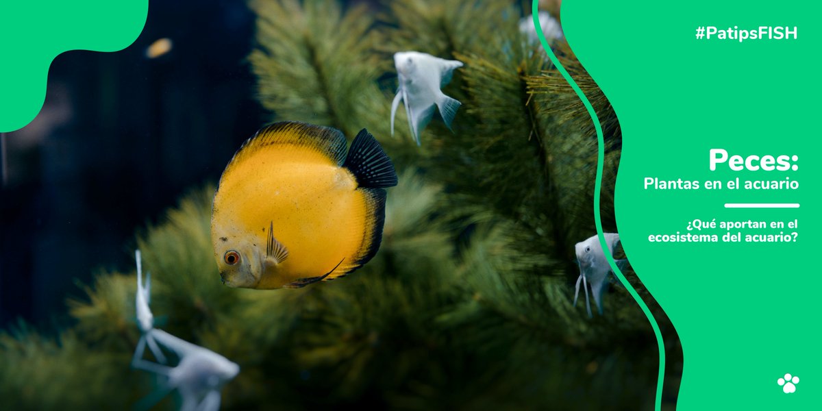 patipspanama's tweet photo. ¿Estás pensando en adquirir plantas para tu acuario? ¿Sabías que estas no solo funcionan como decoración?
Infórmate sobre la importancia y beneficios de éstas en el siguiente artículo: https://t.co/lSBxHg4tfs https://t.co/J289rooThC