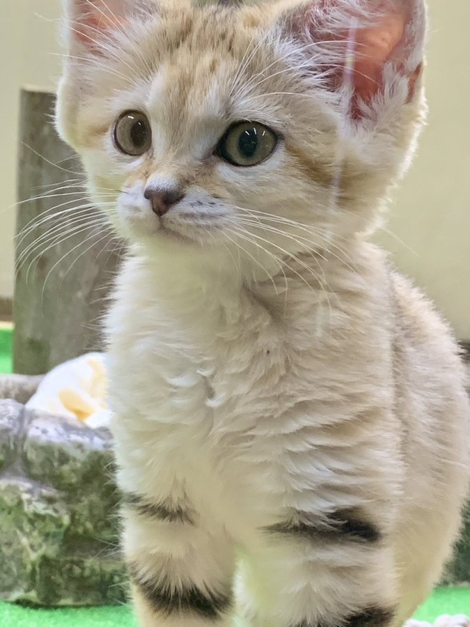 絶滅危惧種に指定されている珍しい猫たち