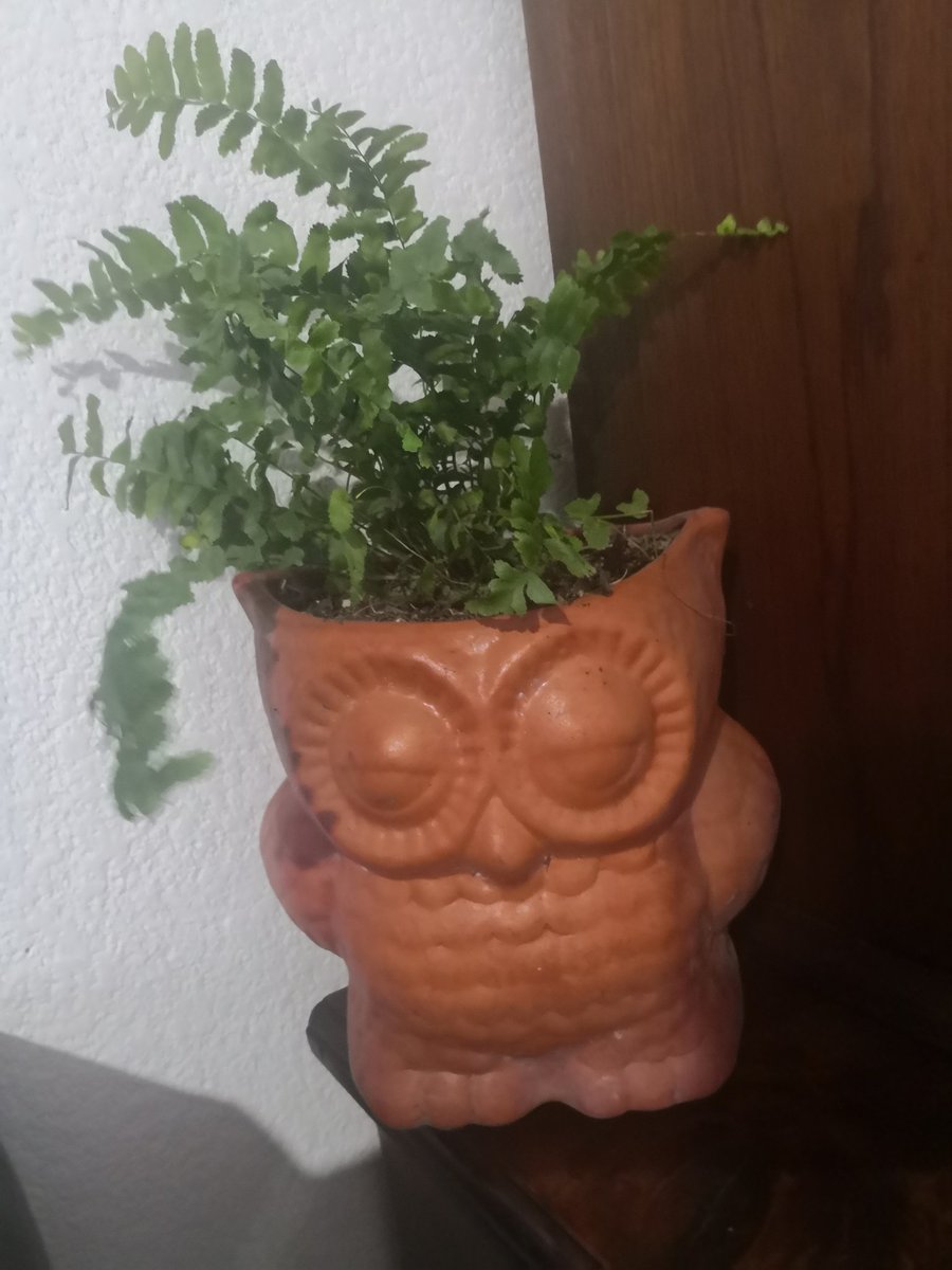 olympiapalomo's tweet image. La nueva adquisición!! Me encanta ir formando mi espacio de paz, #MiHogar
#GraciasGraciasGracias
🙏