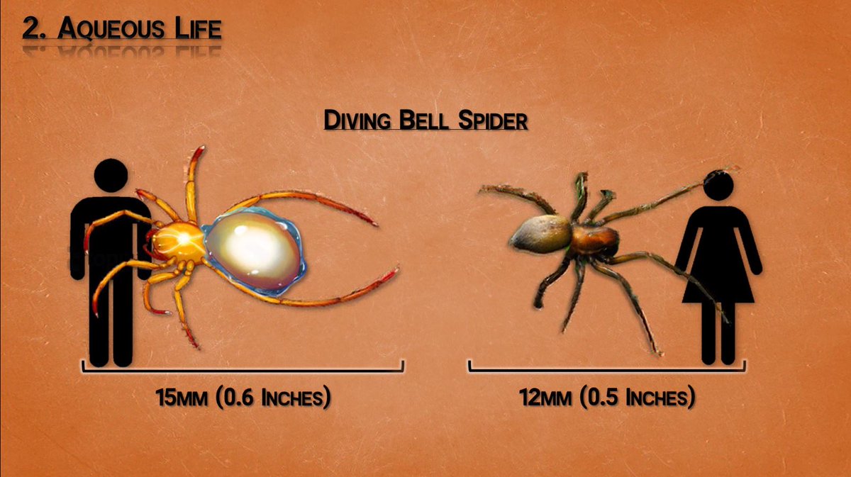 FactsGimme's tweet photo. New video coming up in the next few days - Strange facts about spiders. https://t.co/VLMSup2xXy