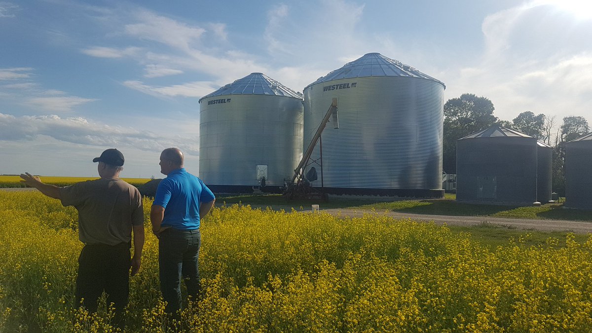 72JasonJones's tweet photo. There looks to be a great crop coming and no better place to store it than in a @Westeel_1905 grain bin. @AgGrowthIntl #harvest20 https://t.co/hYc6IhmVpV