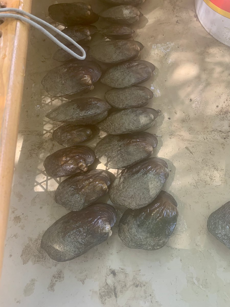 ecofebria's tweet photo. Show us your mussels! 💪🏾 Great day out for @roland_eveleens species-at-risk research 🛶 Turns out #CanoeLabs & 🦝 raccooning in the country’s most biodiverse river for freshwater mussels is also the perfect socially-distant activity 👍🏾 Thank you @SCRCA_water #CanadaNatureFund https://t.co/RAwQGfoQvU