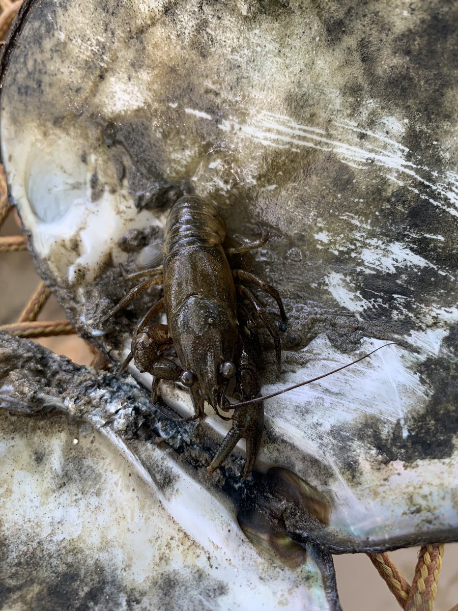 ecofebria's tweet photo. Show us your mussels! 💪🏾 Great day out for @roland_eveleens species-at-risk research 🛶 Turns out #CanoeLabs & 🦝 raccooning in the country’s most biodiverse river for freshwater mussels is also the perfect socially-distant activity 👍🏾 Thank you @SCRCA_water #CanadaNatureFund https://t.co/RAwQGfoQvU