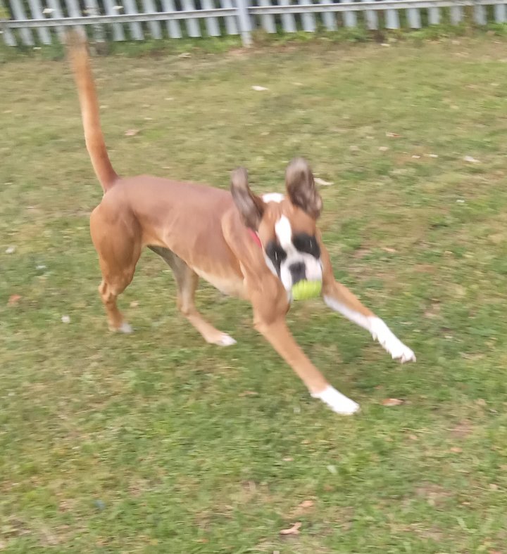Ariana_Activist's tweet photo. One of the best things about going to work is having a few minutes with this muppet everyday 😁
I don't have my own dog yet, but she comes a close second: the loony tune that is Wilma. Her human dad is  one of our orthopaedic vet surgeons 🙏💚🐶 #staffdogs #dogsoftwitter https://t.co/ju5UKKWtRB