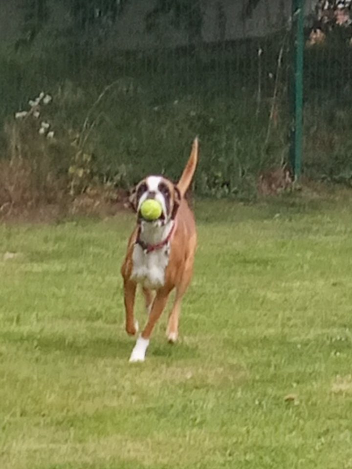 Ariana_Activist's tweet photo. One of the best things about going to work is having a few minutes with this muppet everyday 😁
I don't have my own dog yet, but she comes a close second: the loony tune that is Wilma. Her human dad is  one of our orthopaedic vet surgeons 🙏💚🐶 #staffdogs #dogsoftwitter https://t.co/ju5UKKWtRB