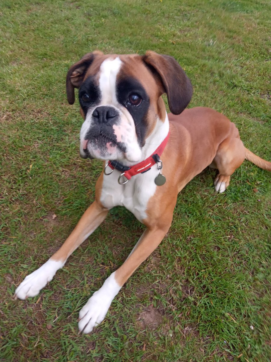 Ariana_Activist's tweet photo. One of the best things about going to work is having a few minutes with this muppet everyday 😁
I don't have my own dog yet, but she comes a close second: the loony tune that is Wilma. Her human dad is  one of our orthopaedic vet surgeons 🙏💚🐶 #staffdogs #dogsoftwitter https://t.co/ju5UKKWtRB