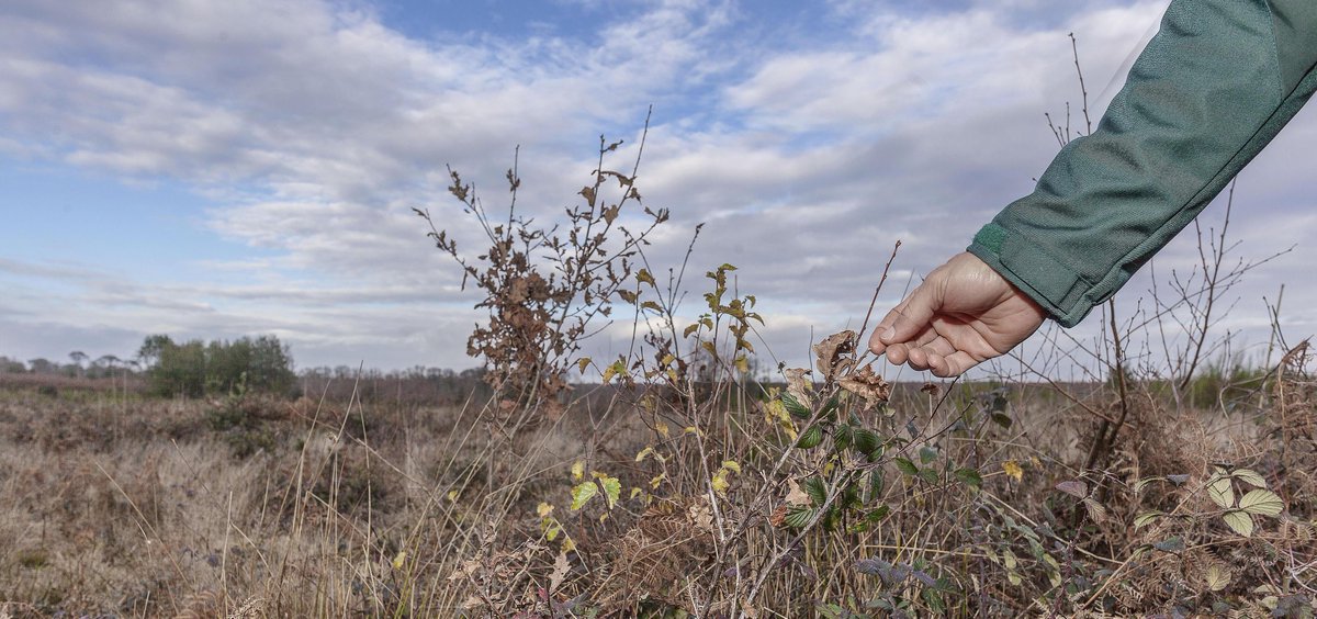 Face au #ChangementClimatique, l'#ONF fait évoluer sa stratégie forestière ! Forêt mosaïque, diversité des essences… Découvrez les grands axes de gestion qui dessinent la #sylviculture de demain dans l'interview de Bertrand Munch, DG de l'ONF ➡ onf.fr/+/7a3 !