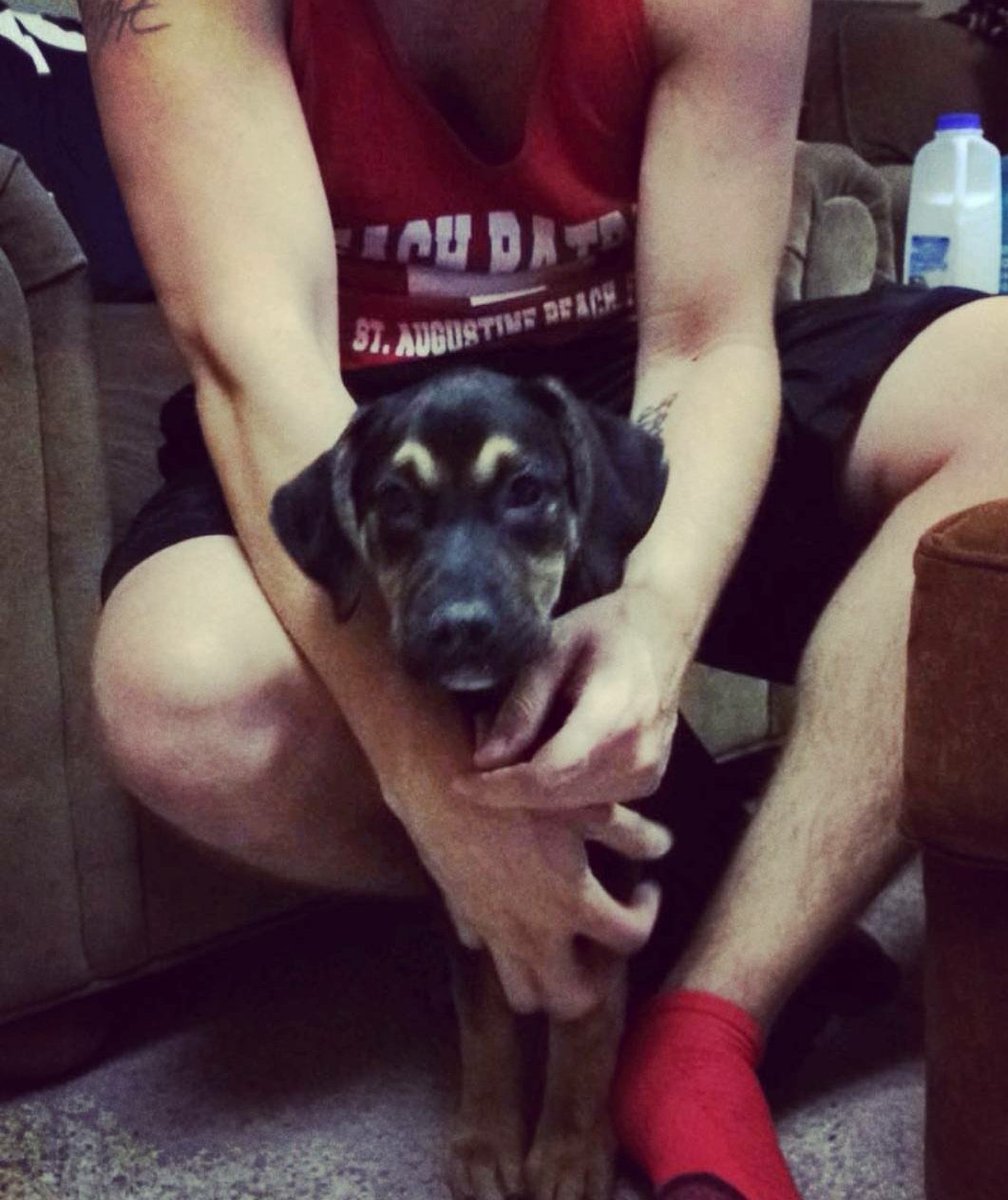 hurtman23's tweet photo. @UpRisin_Love #pitlabmix #arya #got #myworld https://t.co/PWddBWEOmE