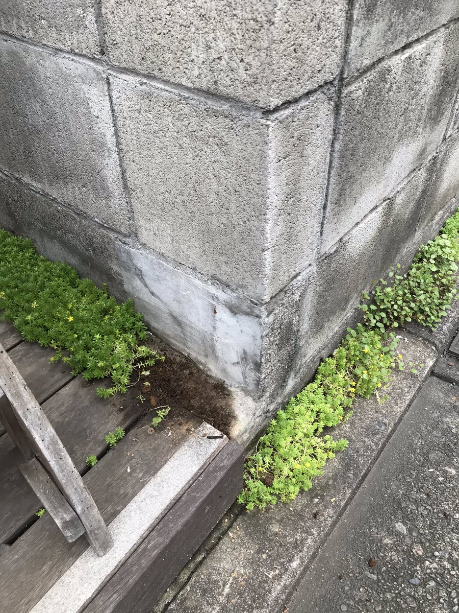 tsubamemarkt's tweet photo. スキマ園芸ですが、大事に育てています。
こちら盗られた方、戻してください。 https://t.co/jU4U1XWlKV
