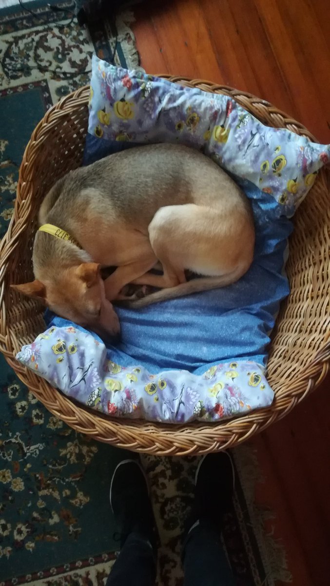 HariOmIsLife's tweet photo. @expressoshow New bed. R100 from charity store. She loves it #expressoshow #ultrapet https://t.co/povT2nEf4w