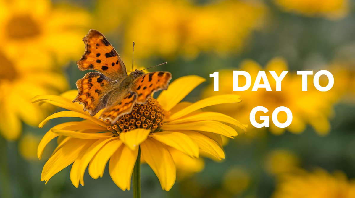 savebutterflies's tweet photo. Tomorrow is the launch of our Big #ButterflyCount 2020!

Join @ChrisGPackham and Sir David Attenborough to make this the biggest ever! 🦋

Get ready. Download our free app or ID chart today 👉 https://t.co/mtv6gZ0dPN https://t.co/US61iw93KN