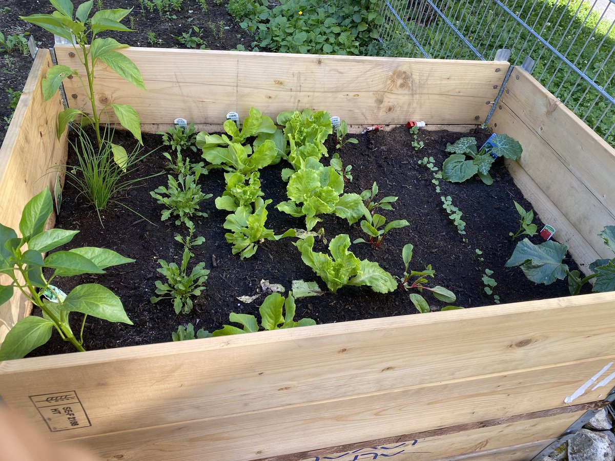 ExtroDIREKT's tweet photo. Ich hab das Gärtnern für mich entdeckt und mir ein Hochbeet angelegt... und anders, als beim Backen (da will ja nichts gelingen) ist hier tatsächlich was gewachsen 😂 🥰 #ichzeit #gartenfreude #freizeit #nurEINtweet https://t.co/MOnxS8oejx