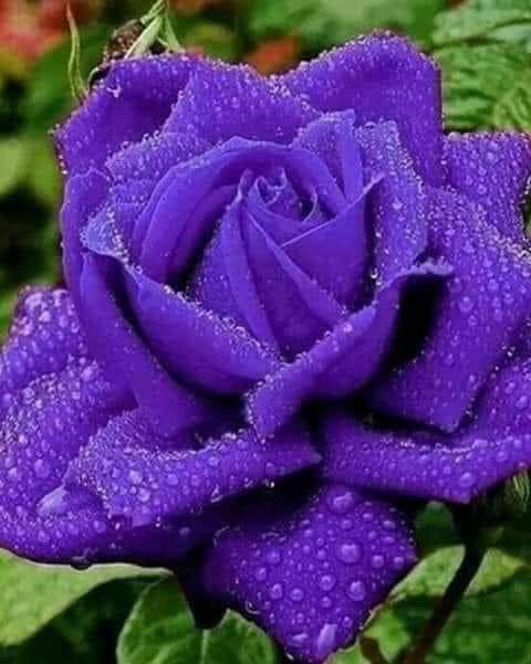 denisgueldry's tweet photo. @jogabi69 Coucou ร mon amie Joce j'espรจre que tu vas bien je te souhaite un agrรฉable jeudi gros bisous sincรจre ton ami Denis ๐ โ๏ธ ๐ฆ
๐ธ ๐บ ๐ #TeamHallyday #JohnnyDansNotreCoeurAJamais #Johnny2019 #johnnyetlaeticiajevousaime #MonPaysCestLamour @JohnnySjh @LHallyday ๐๐บ๐ผ๐น๐โค๏ธ https://t.co/NW6YOPGOIU