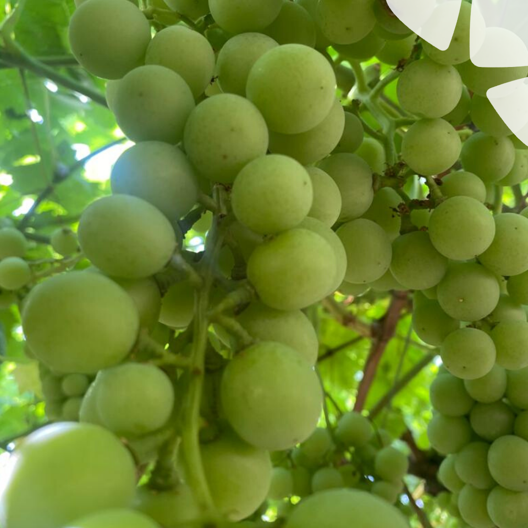 BelchimEspana's tweet photo. Un correcto manejo de la Sanidad Vegetal #SV conlleva aplicar los #Fitosanitarios en el momento adecuado, observando estado y umbral de la plaga. Nuestros compañeros, controlando la eficacia de un nuevo producto para #Viña y #Uva 🍇. #DelLabAlCampo #NovedadesCatalogo #Belchim https://t.co/wo9LdNY5Rb