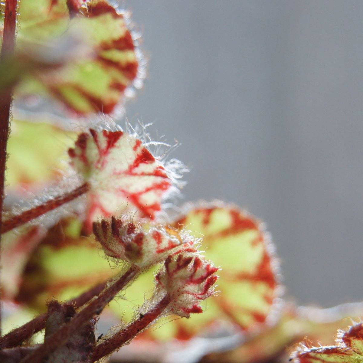 Plantheritage's tweet photo. You can now vote for your favourite plant in our Threatened Plant of the Year competition 2020.

Choose which of these rare plants you think deserves to win the public vote this year.

Vote here: https://t.co/zeU3FjcoY5

#TPoTY #ThreatenedPlants #competition https://t.co/MvUY7oRoGA