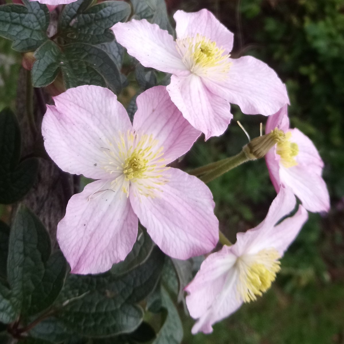 Plantheritage's tweet photo. You can now vote for your favourite plant in our Threatened Plant of the Year competition 2020.

Choose which of these rare plants you think deserves to win the public vote this year.

Vote here: https://t.co/zeU3FjcoY5

#TPoTY #ThreatenedPlants #competition https://t.co/MvUY7oRoGA