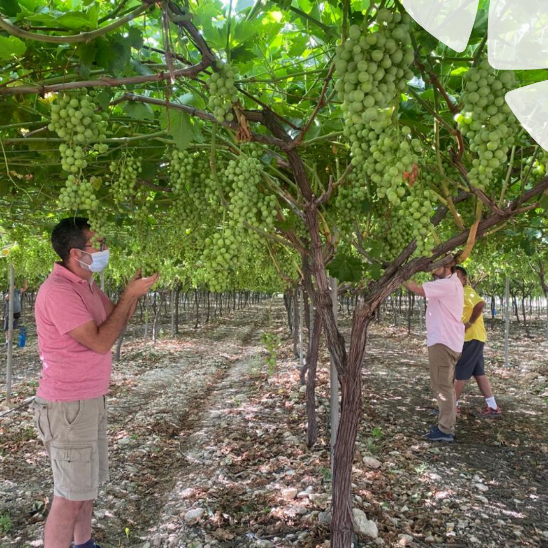 BelchimEspana's tweet photo. Un correcto manejo de la Sanidad Vegetal #SV conlleva aplicar los #Fitosanitarios en el momento adecuado, observando estado y umbral de la plaga. Nuestros compañeros, controlando la eficacia de un nuevo producto para #Viña y #Uva 🍇. #DelLabAlCampo #NovedadesCatalogo #Belchim https://t.co/wo9LdNY5Rb