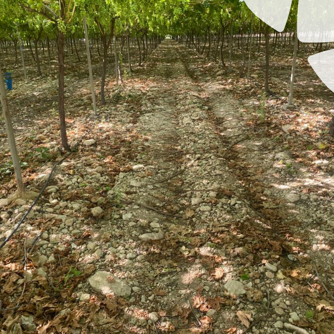 BelchimEspana's tweet photo. Un correcto manejo de la Sanidad Vegetal #SV conlleva aplicar los #Fitosanitarios en el momento adecuado, observando estado y umbral de la plaga. Nuestros compañeros, controlando la eficacia de un nuevo producto para #Viña y #Uva 🍇. #DelLabAlCampo #NovedadesCatalogo #Belchim https://t.co/wo9LdNY5Rb