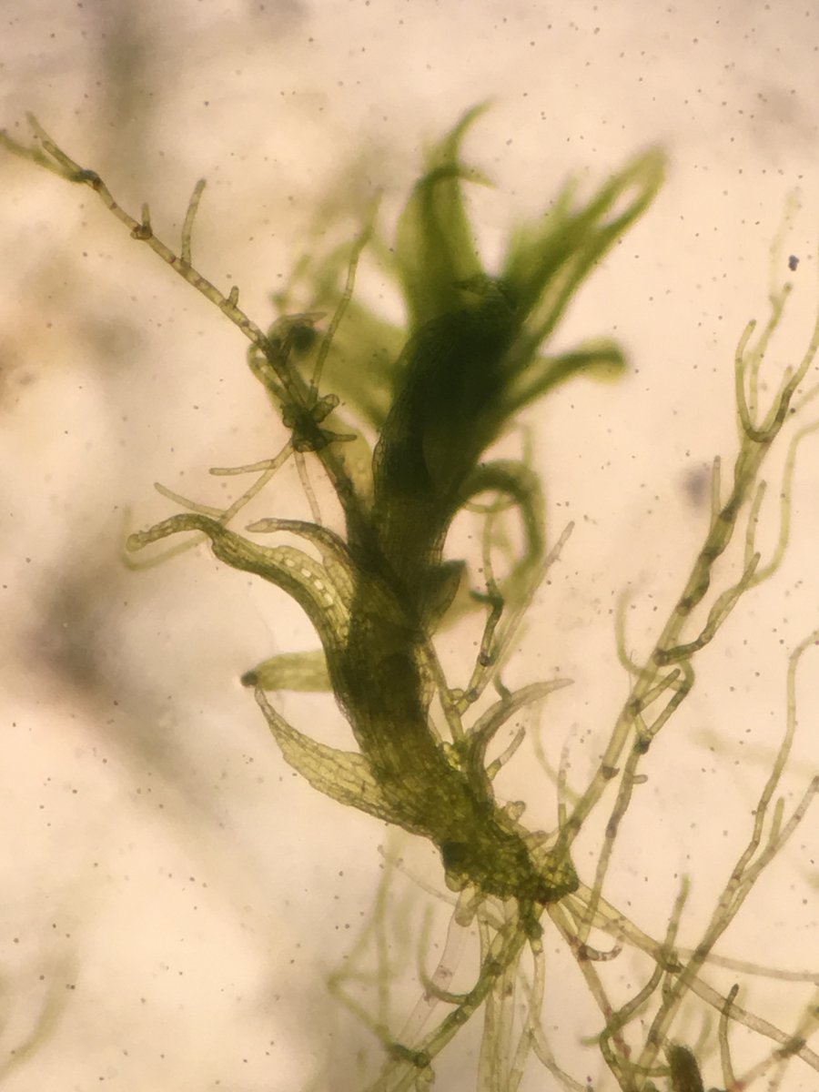 Tere_BS's tweet photo. Want to know about epigenetic regulation in bryophytes? I'm excited to present the latest results of @Bryomics "Epigenetic modifications in response to heavy metal stress in two terrestrial bryophytes" within the #PlantEpigeneticsSymposium at #VirtualBotany2020 https://t.co/hPUr3tCTf8